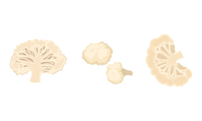 Cauliflower with Edible White Flesh Used in Culinary Vector Set