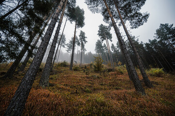 Mountain landscape. Misty forest. Natural outdoor travel background. Slovakia, Low Tatras, Demenovska hora and dolina vyvierania. Liptov travel. © Zedspider