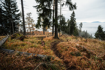 Mountain landscape. Misty forest. Natural outdoor travel background. Slovakia, Low Tatras, Demenovska hora and dolina vyvierania. Liptov travel. © Zedspider