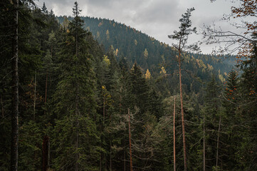 Mountain landscape. Misty forest. Natural outdoor travel background. Slovakia, Low Tatras, Demenovska hora and dolina vyvierania. Liptov travel. © Zedspider