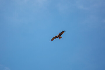 Fototapeta na wymiar Black Kite in flight with a prey in its claws. Milvus migrans.