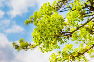 Beautiful floral spring abstract background of nature. Blossoms on the branches of a Maple Tree in the spring with tender blue sky with white clouds in the background. Maple tree branches in bloom