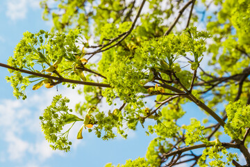 Blossoms on the branches of a Maple Tree in the spring with tender blue sky with white clouds in the background. Maple tree branches in bloom, springtime bright color green flowering plant