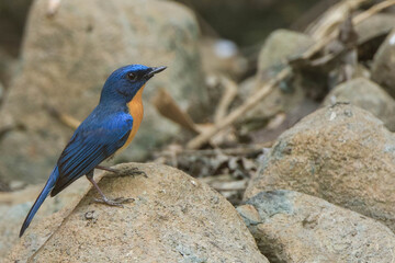 Tickell's blue flycatcher (Cyornis tickelliae), blue bird