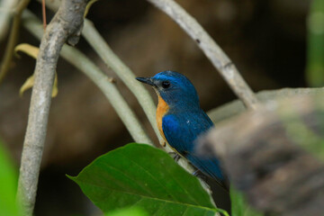 Tickell's blue flycatcher (Cyornis tickelliae), blue bird