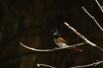 indian paradise flycatcher (Terpsiphone paradisi) female with a dragonfly prey, orange bird