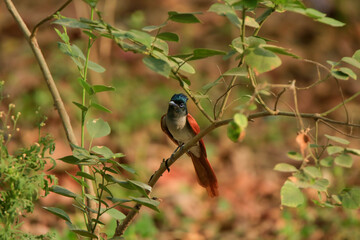 indian paradise flycatcher (Terpsiphone paradisi) female, orange bird