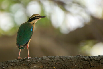 Indian Pitta or Pitta brachyura, most colorful bird