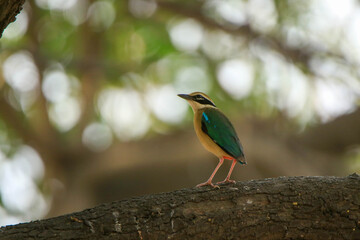 Indian Pitta or Pitta brachyura, most colorful bird