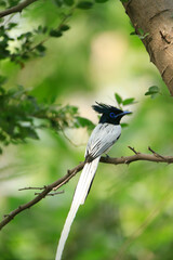 indian paradise flycatcher (Terpsiphone paradisi) male, full grown adult male bird