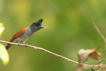 indian paradise flycatcher (Terpsiphone paradisi) female, orange bird