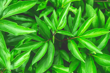 Fototapeta premium The spring or summer green background of the closeup of the peony leaves. Selective focus.