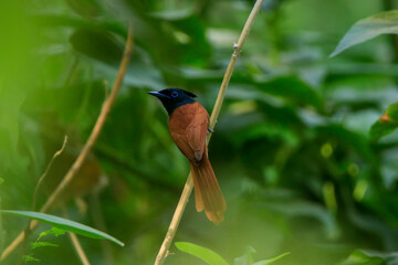 indian paradise flycatcher (Terpsiphone paradisi) female, orange bird