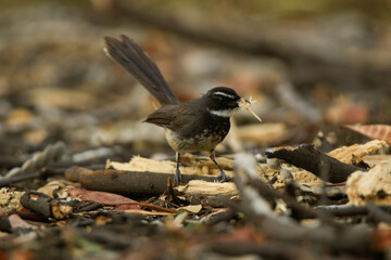 White browed Fantail flycatcher (Rhipidura aureola), bird