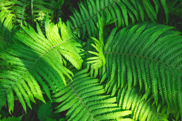 Fototapeta na wymiar The spring or summer green background of the closeup of the fern leaves. Selective focus.