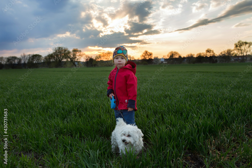 Wall mural Cute toddler child, boy with maltese dog in the park, running in field