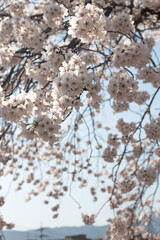 White Cherry blossoms in full bloom. A korea spring scene.