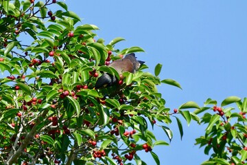 Mynas bird enjoy eating fruit of banyan tree (food of birds and various animals in tropical rainforest) in nature in Thailand