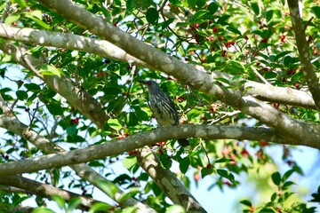 Female Asian koel bird enjoy eating fruit of banyan tree (food of birds and various animals in tropical rainforest) in nature in Thailand