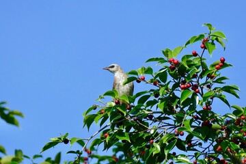 Striped throated bulbul bird enjoy eating fruit of banyan tree (food of birds and various animals in tropical rainforest) in nature in Thailand