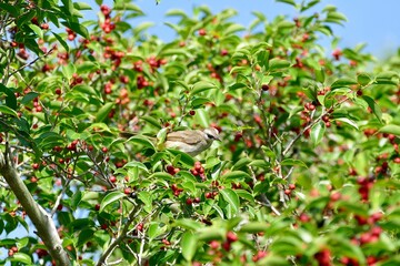 Striped throated bulbul bird enjoy eating fruit of banyan tree (food of birds and various animals in tropical rainforest) in nature in Thailand