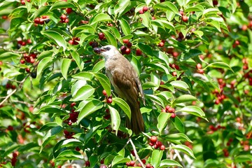 Striped throated bulbul bird enjoy eating fruit of banyan tree (food of birds and various animals in tropical rainforest) in nature in Thailand