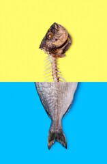 Eating fish concept. Raw fish and fish skeleton photomontage.