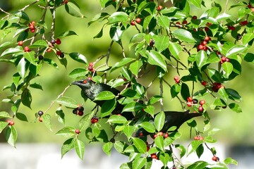 Asian Glossy Starling bird enjoy eating fruit of banyan tree (food of birds and various animals in...