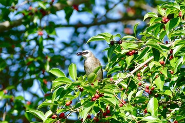 Striped throated bulbul bird enjoy eating fruit of banyan tree (food of birds and various animals in tropical rainforest) in nature in Thailand