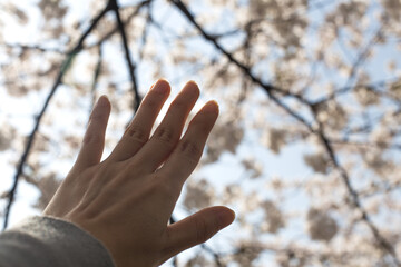 White Cherry blossoms in full bloom. A korea spring scene.