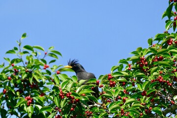 Javan Myna, White-vented Myna bird enjoy eating fruit of banyan tree (food of birds and various animals in tropical rainforest) in nature in Thailand