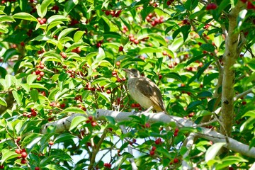 Striped throated bulbul bird enjoy eating fruit of banyan tree (food of birds and various animals in tropical rainforest) in nature in Thailand