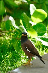 Mynas bird standing on wet tile floor