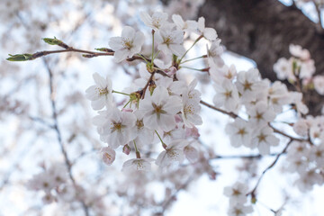 White Cherry blossoms in full bloom. A korea spring scene.