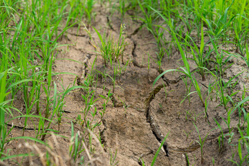 young grass grass sprouting through dry cracked ground