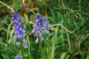 Fototapeta premium Blue color wild flowers in a park in a green grass, selective focus, blossom season theme. Beautiful flora concept. summer vibe.