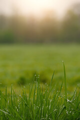 Water droplets on a grass. Nature background. Warm rising sun in the background.