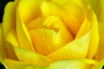 Yellow rose flower. Detail of petals. Side view.