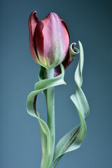 Young tulip on a gray blue background, bud.