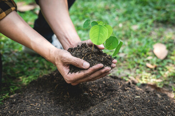 Man holding young sprout tree in two hands to protection new generation seedling to transplant into soil in the garden