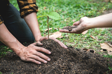 Two man helping to carrying seedling and protection new growing seedling for planting in the garden