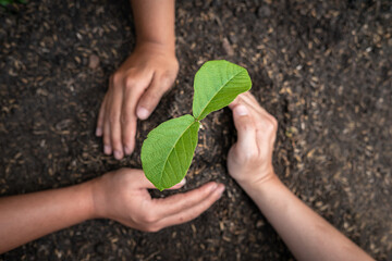 Hand of people protection new leaf of seedling in the soil and protect young plant to growing in the garden