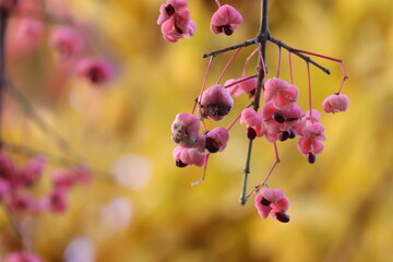 種子が飛び出したマユミの果実