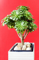 Crassula ovata or jade plant in a pot on a red background