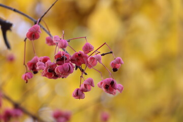 種子が飛び出したマユミの果実