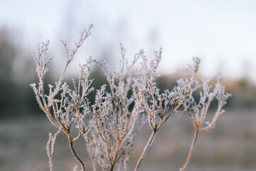 Frosty sunrise morning in Latvia