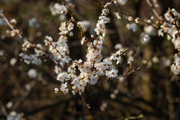 spring blossom in spring