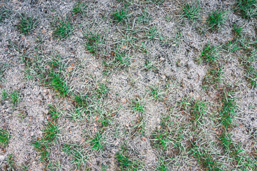 Frost on the grass in the cold season. Grass under the snow in springtime. Rime on grass close-up. Late autumn or early winter landscape. Spring frosts.