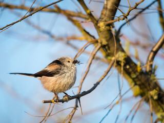 Tail tit on a twig with a bait