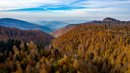 Beautiful autumnal landscape in the forest from hendek in Turkey